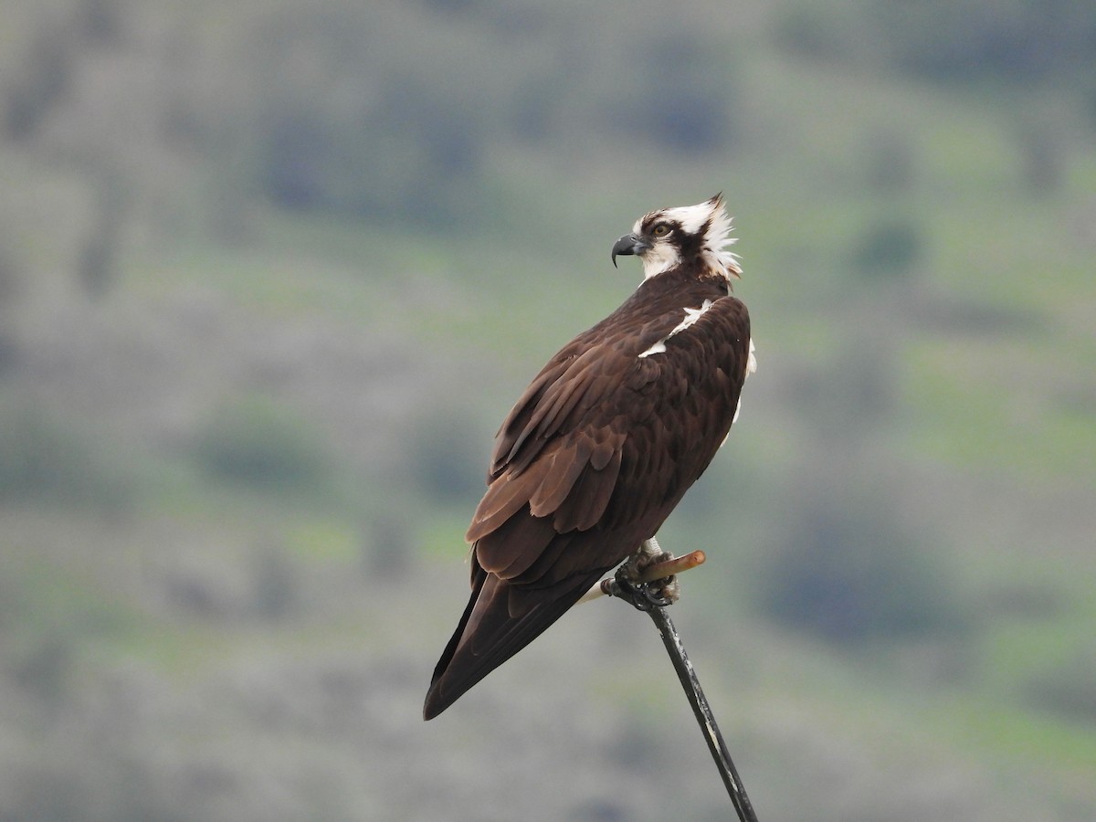 Osprey - Kalin Ocaña