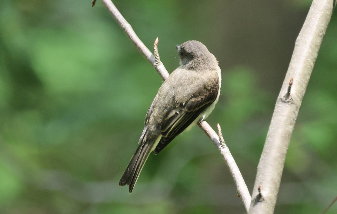 Eastern Phoebe - ML583630561