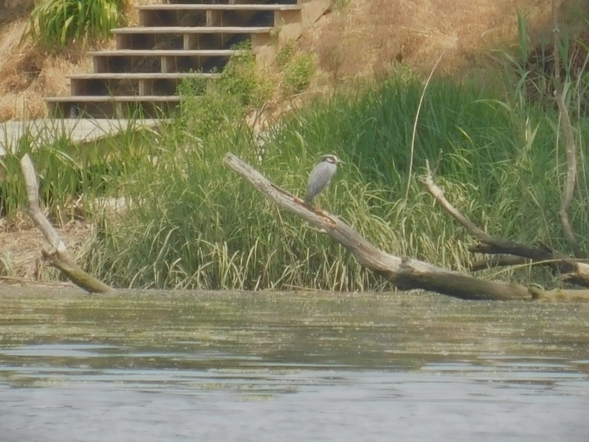 Yellow-crowned Night Heron - ML583631041