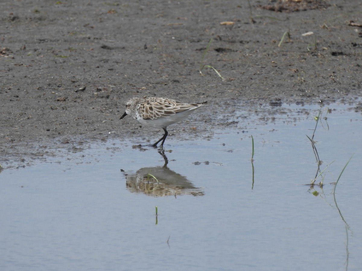 Semipalmated Sandpiper - ML58363121