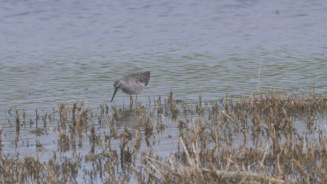 Lesser Yellowlegs - ML583631491