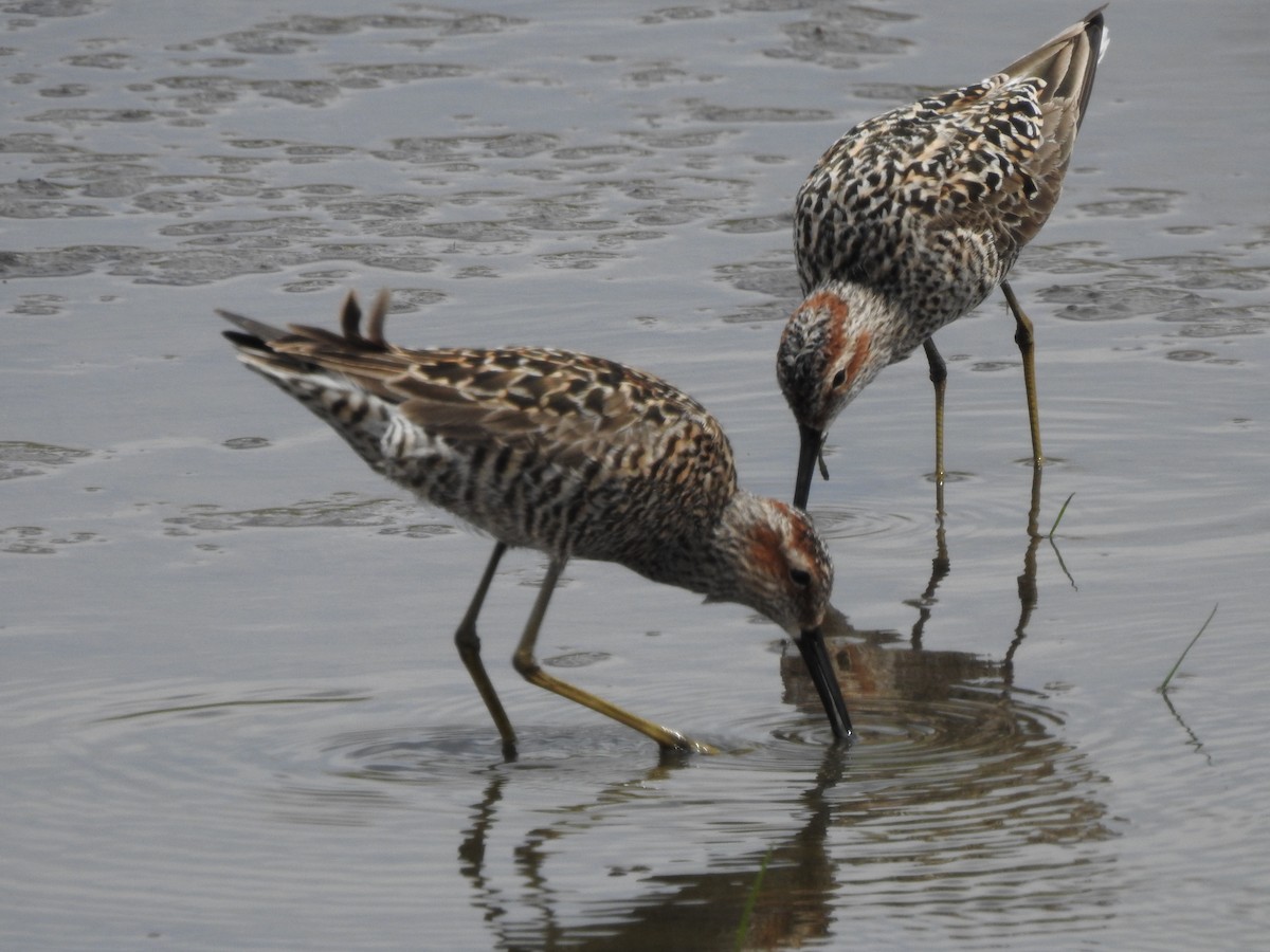 Stilt Sandpiper - ML58363271