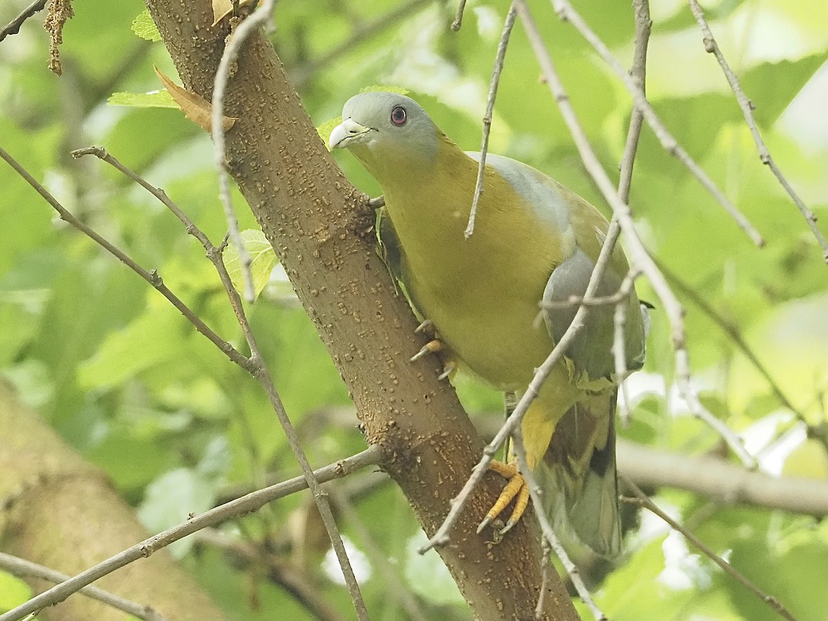 Yellow-footed Green-Pigeon - ML583633461