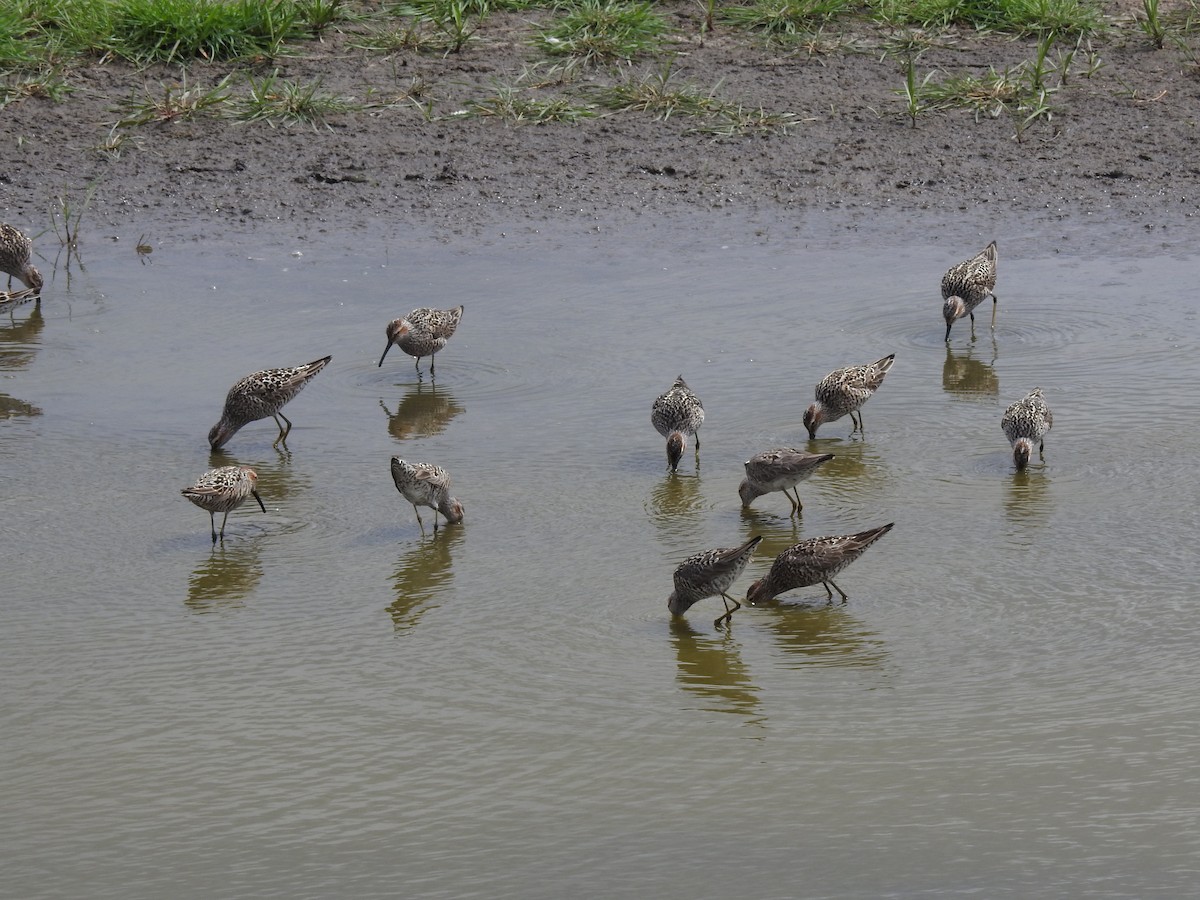 Stilt Sandpiper - ML58363351