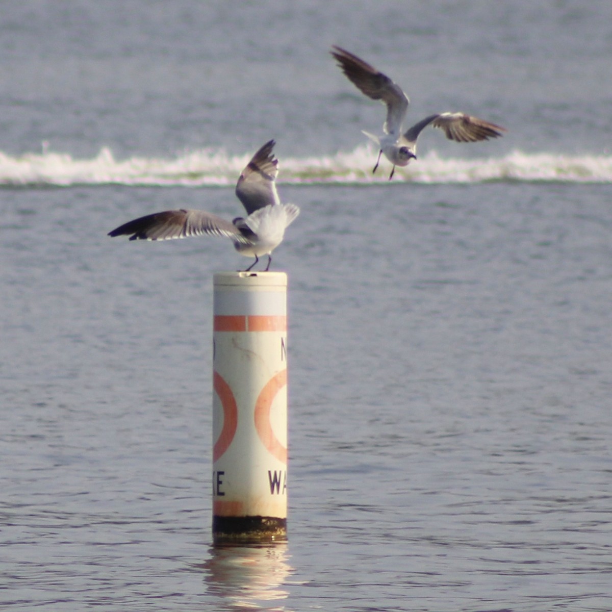 Laughing Gull - ML583634541