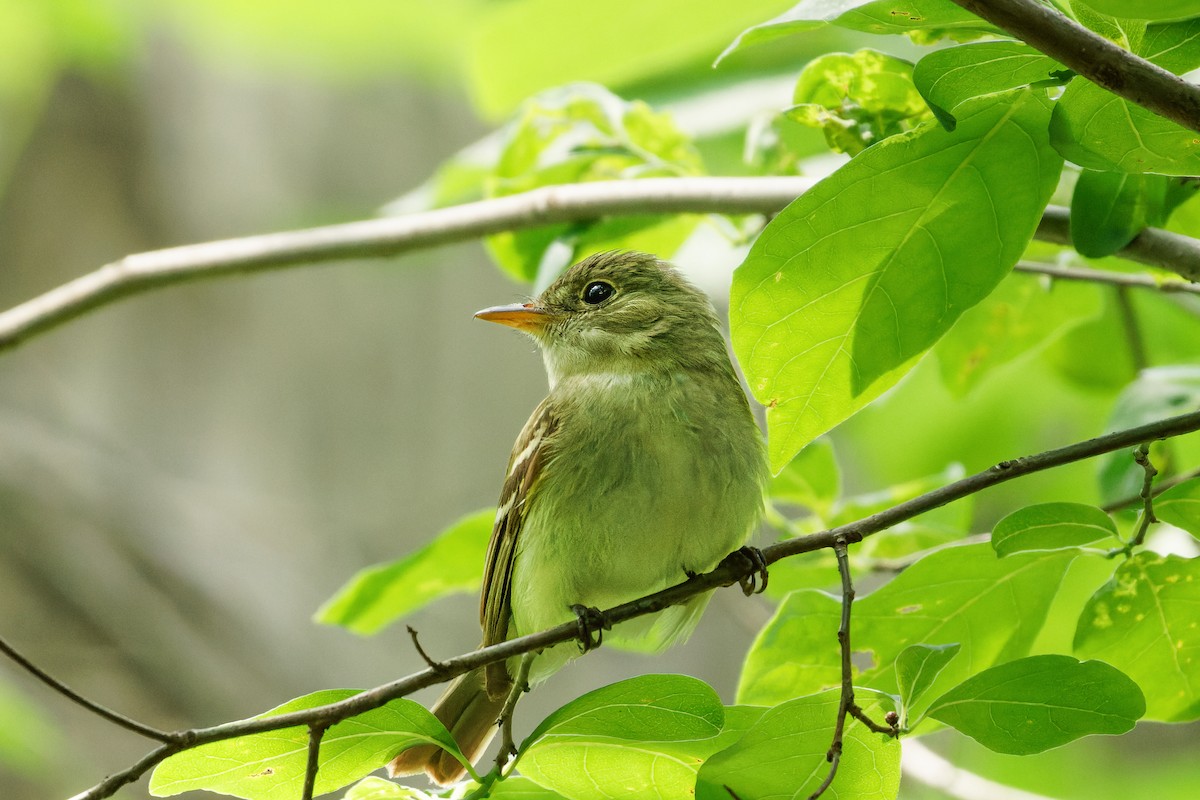 Acadian Flycatcher - ML583635291