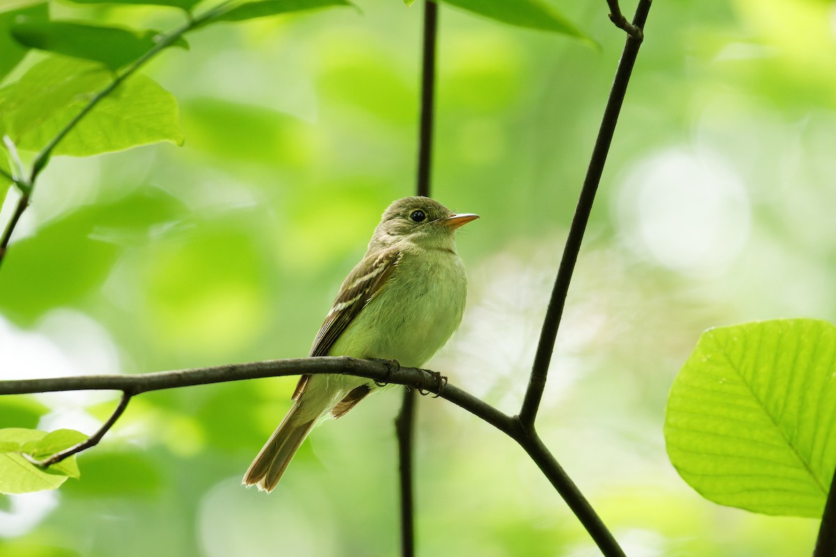 Acadian Flycatcher - ML583635311