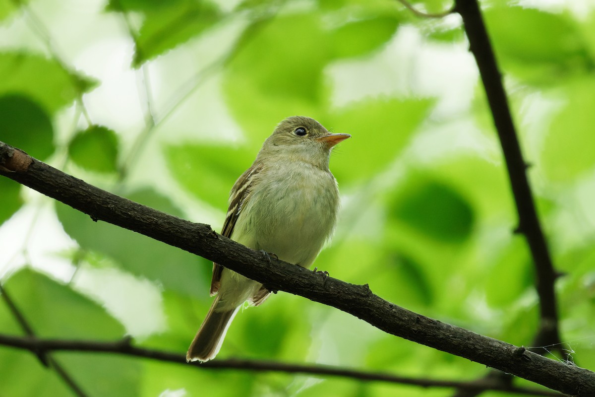 Acadian Flycatcher - ML583635321