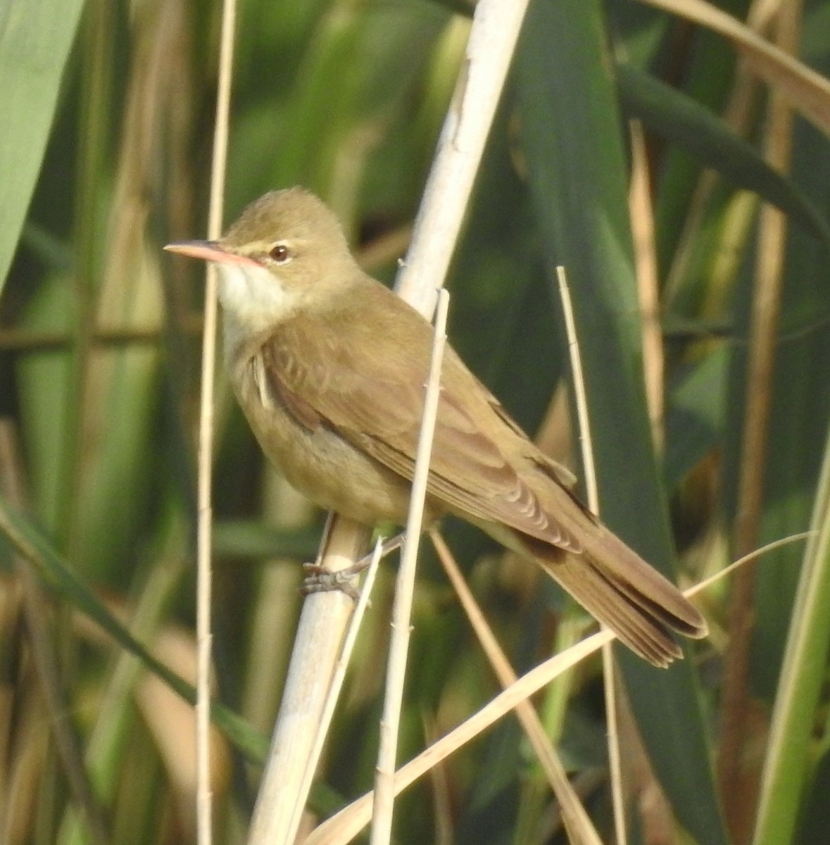 Basra Reed Warbler - ML583636521