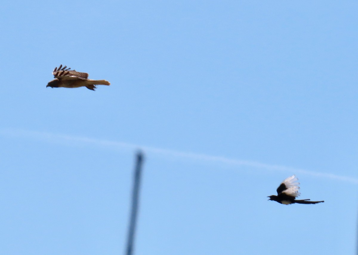 Red-tailed Hawk - ML583636531