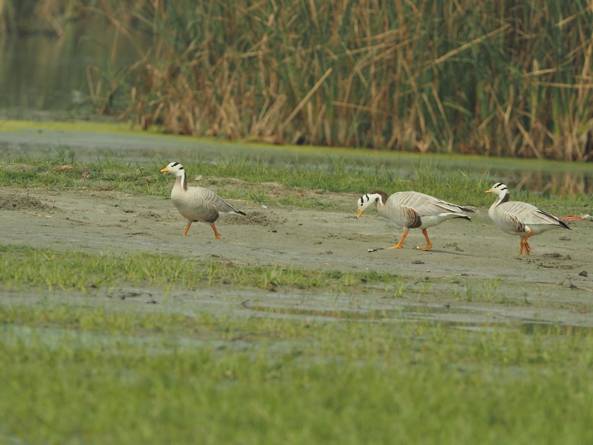 Bar-headed Goose - ML583636581