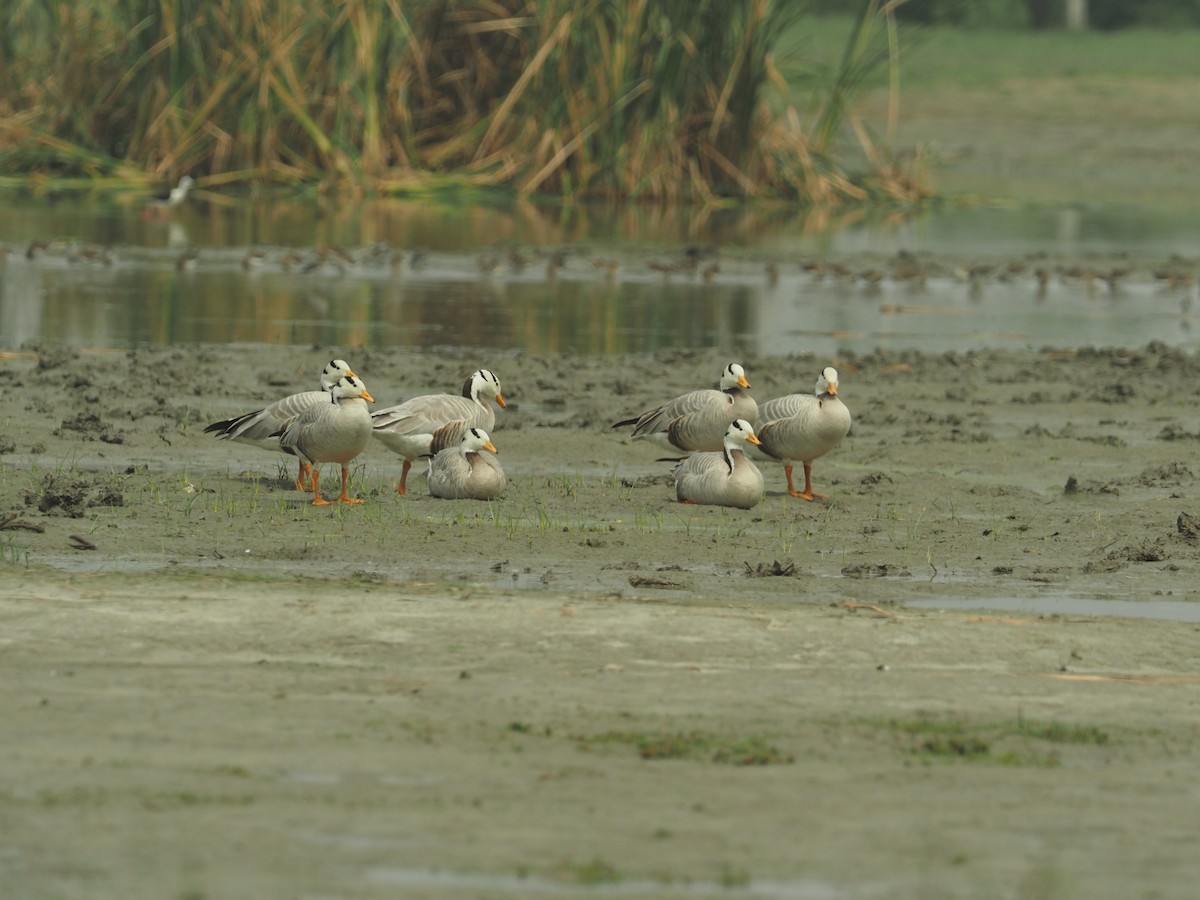 Bar-headed Goose - ML583636601