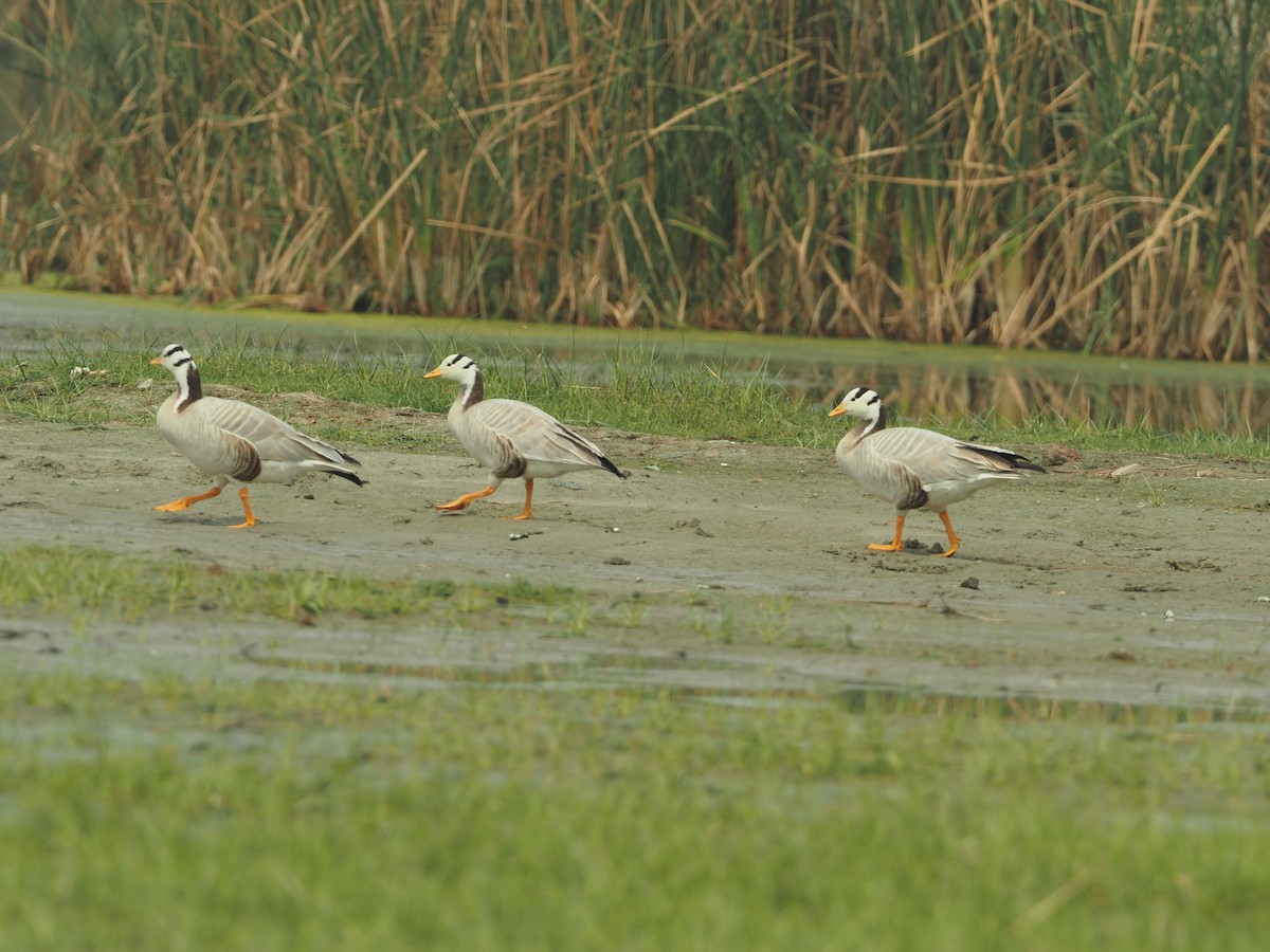 Bar-headed Goose - ML583636611