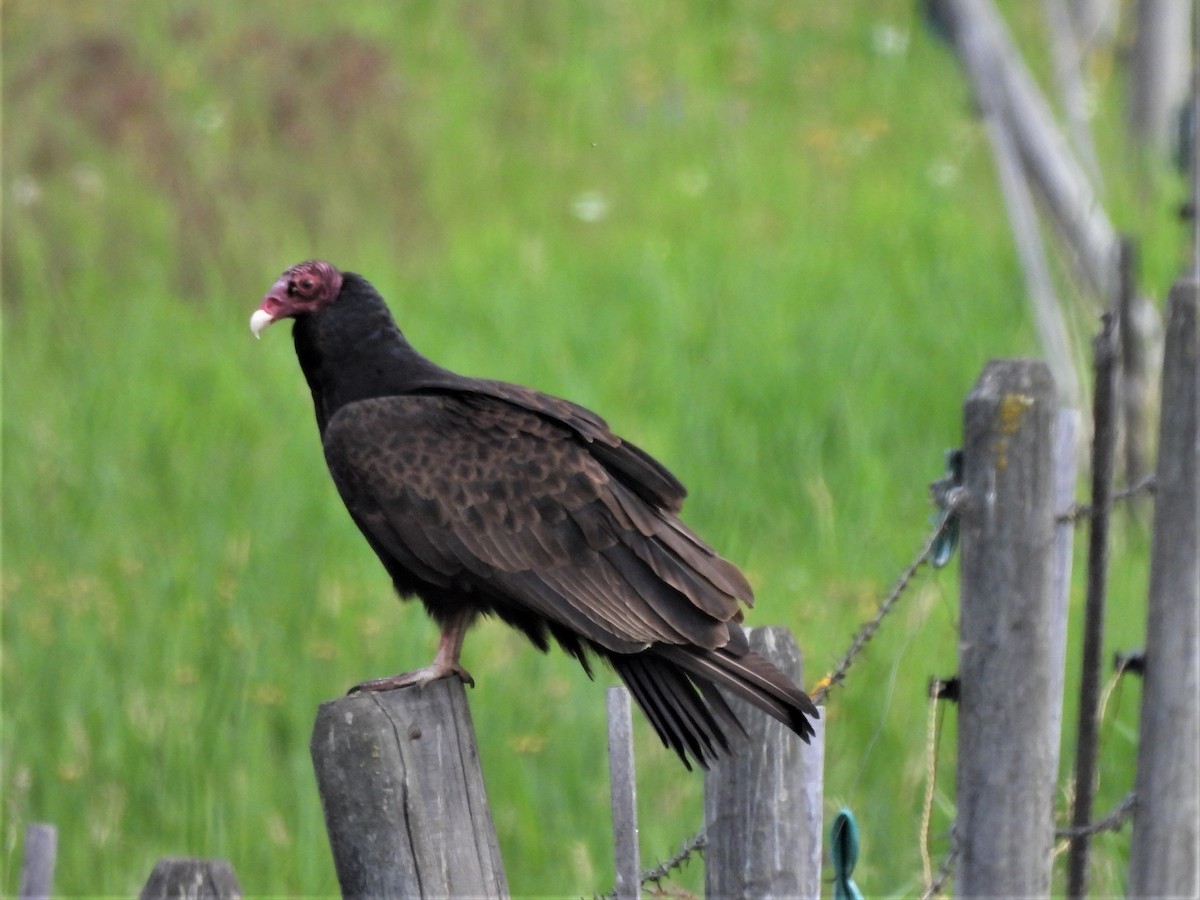 Turkey Vulture - ML583636781