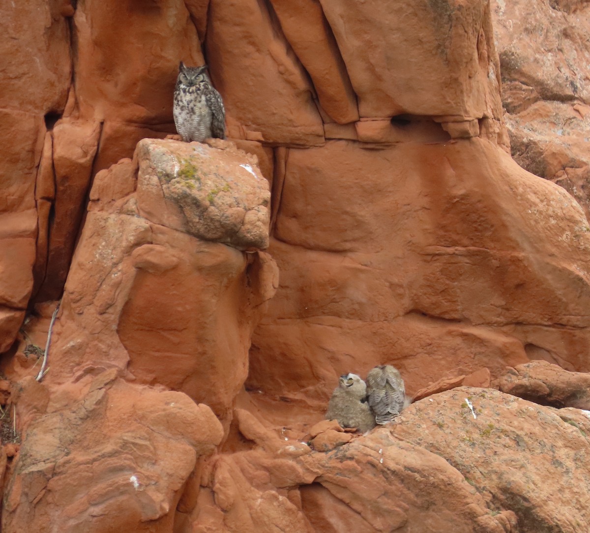 Great Horned Owl - ML583637171