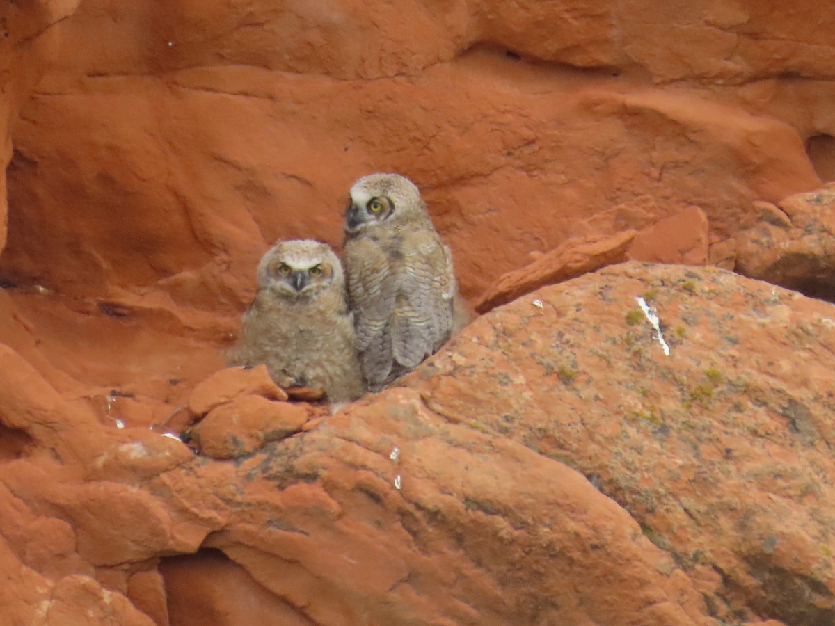 Great Horned Owl - ML583637181