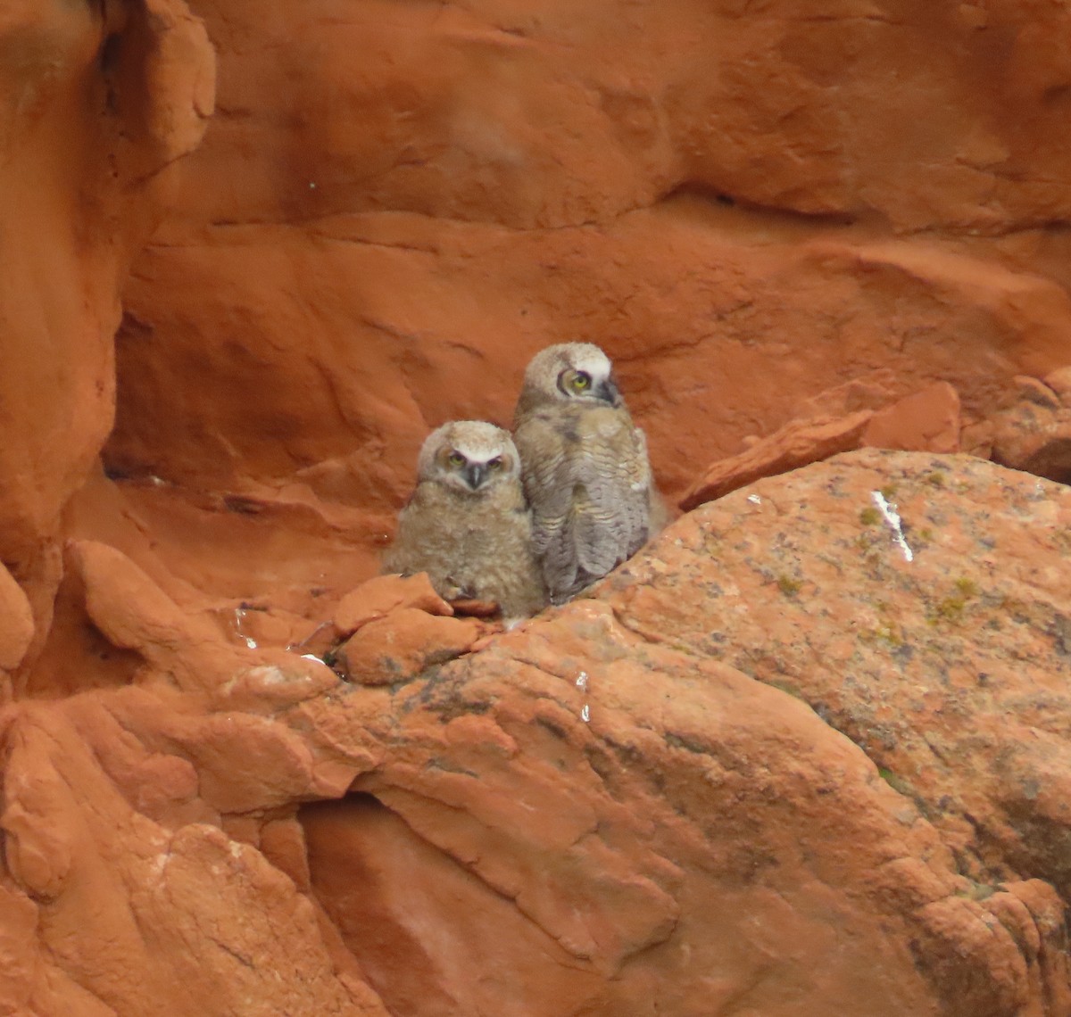 Great Horned Owl - ML583637471