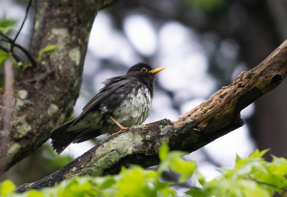 Japanese Thrush - ML583637571