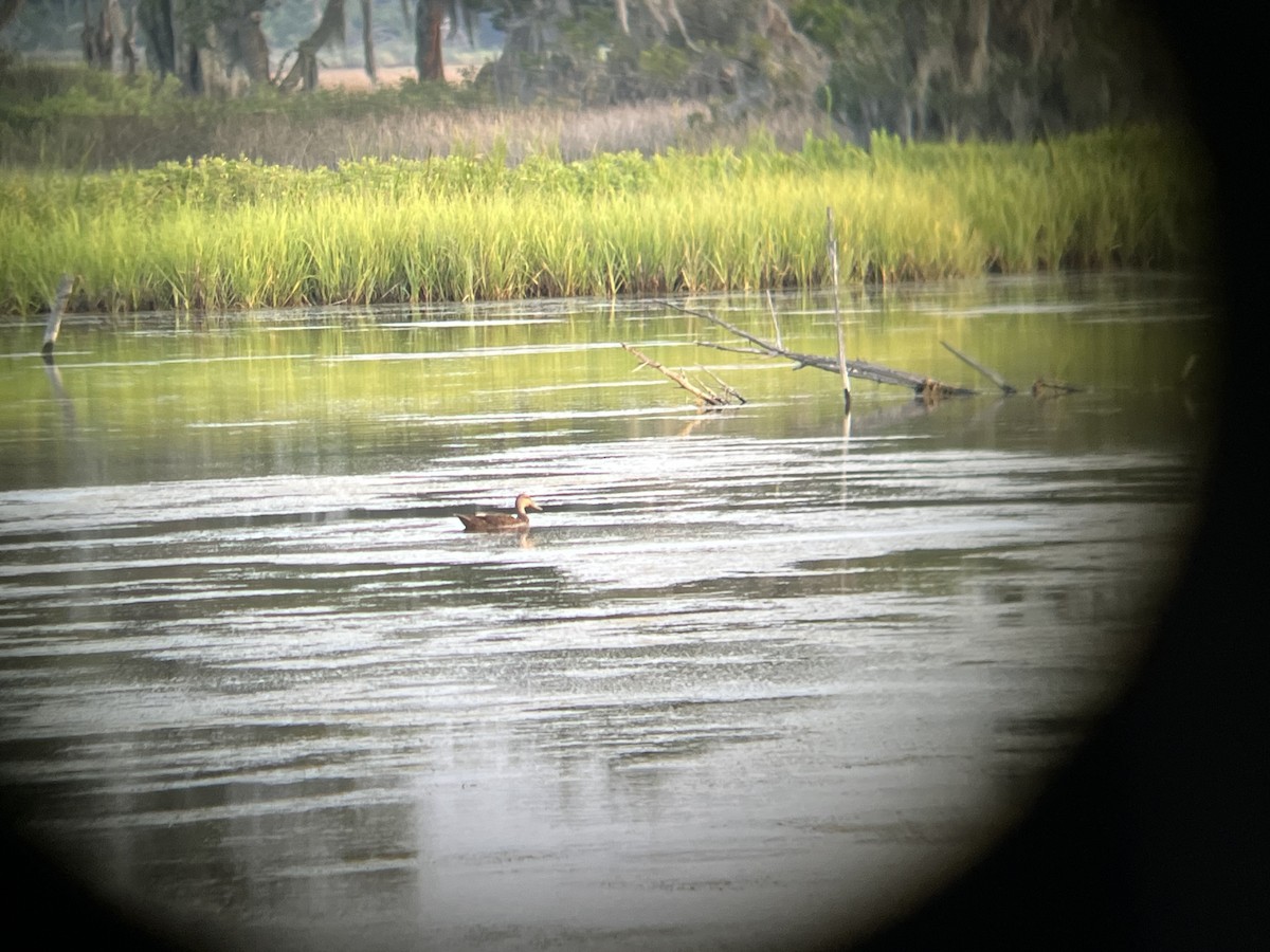 Mottled Duck - ML583638071