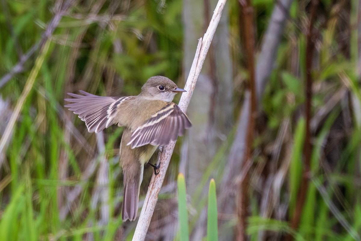 Least Flycatcher - ML583638481