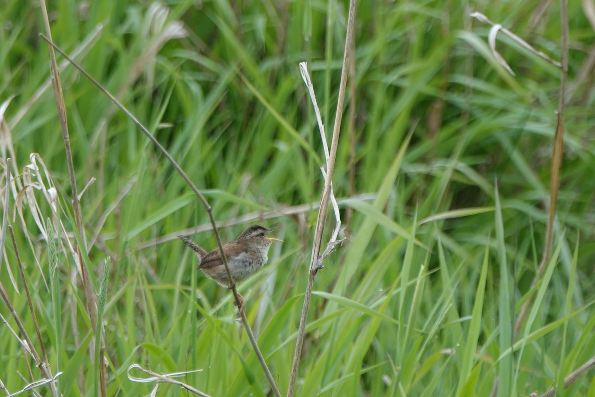 Marsh Wren - ML583639341