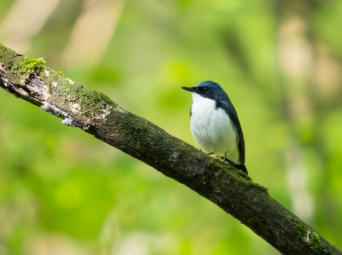 Siberian Blue Robin - Simon Colenutt