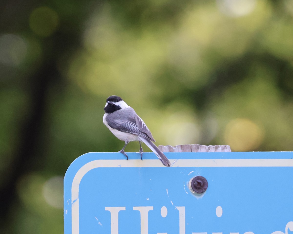 Black-capped Chickadee - ML583640081