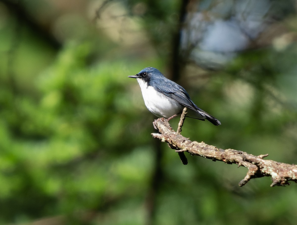 Siberian Blue Robin - ML583640091