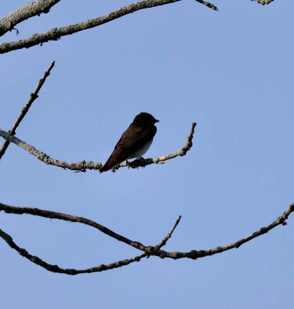 Tree Swallow - ML583640141