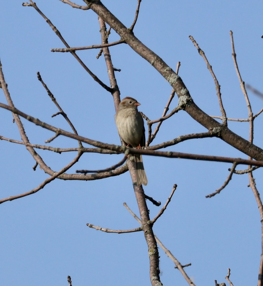 Field Sparrow - ML583640201