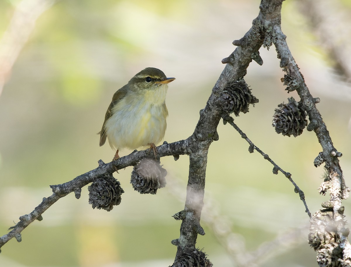 Japanese Leaf Warbler - Simon Colenutt