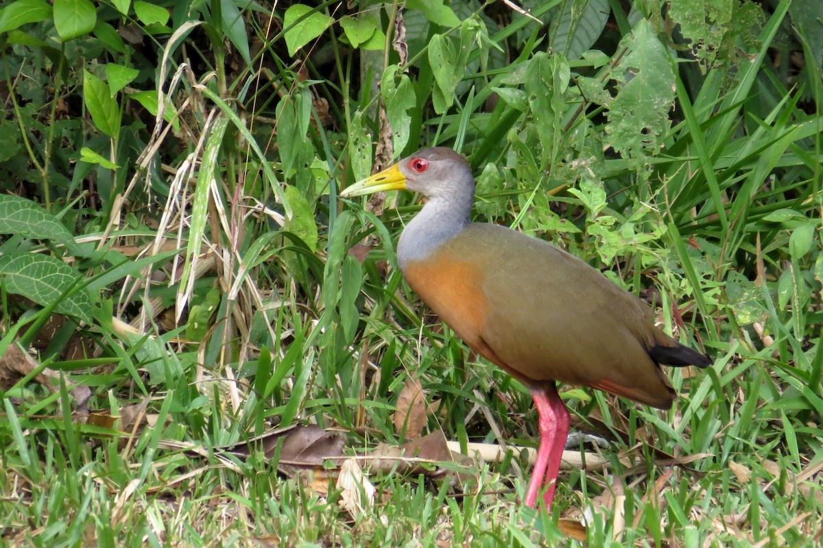 Gray-cowled Wood-Rail - ML583642551