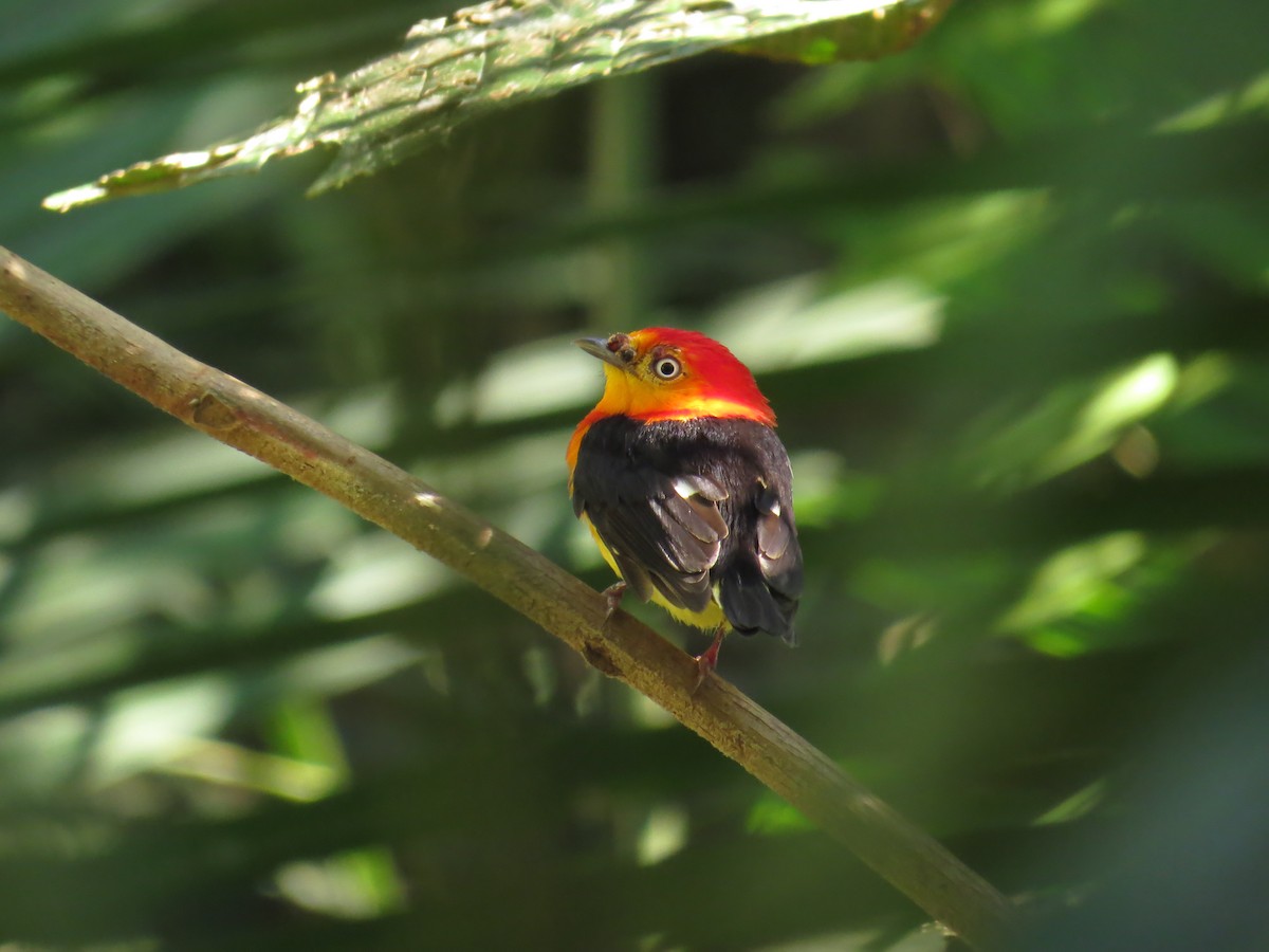 Band-tailed Manakin - ML583642651