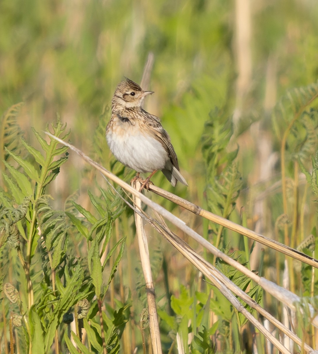 Eurasian Skylark (Far Eastern) - ML583642671