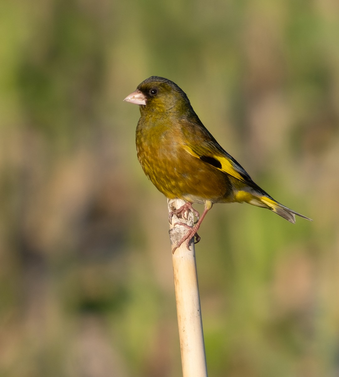 Oriental Greenfinch - ML583643011