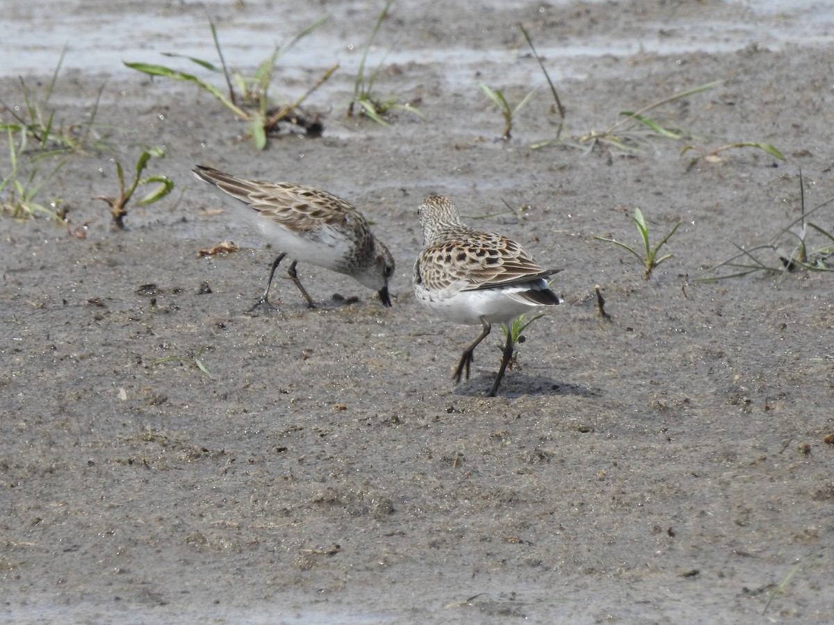 White-rumped Sandpiper - ML58364371