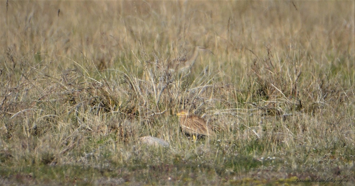 Eurasian Thick-knee - ML583643881