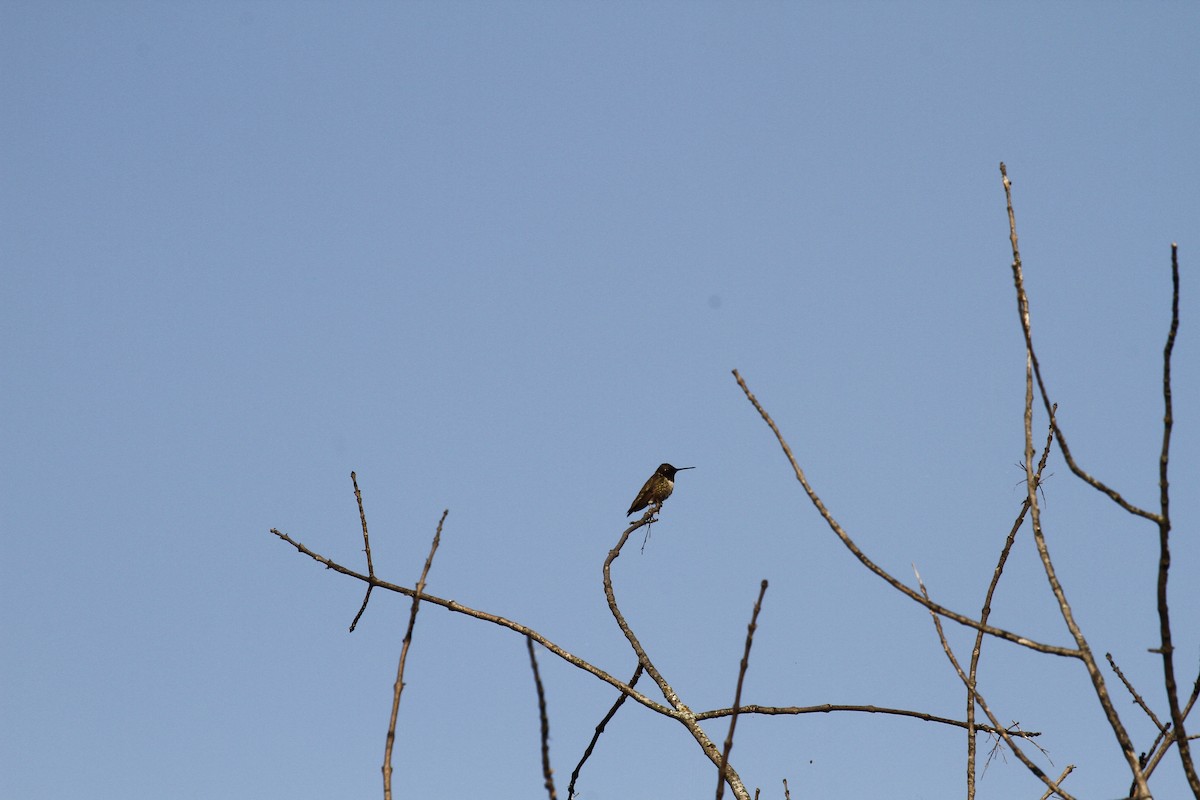 Black-chinned Hummingbird - ML583644051