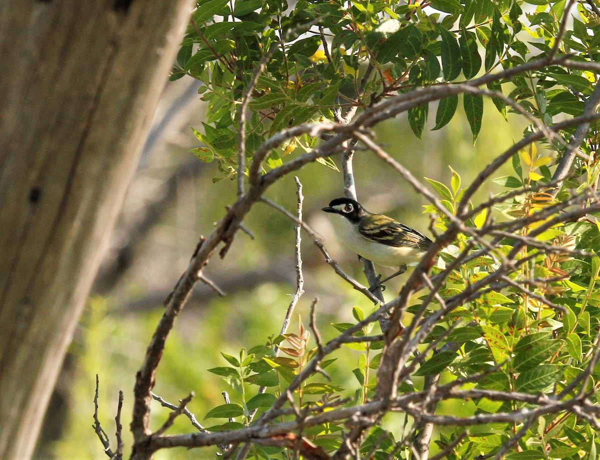 Black-capped Vireo - ML583644161