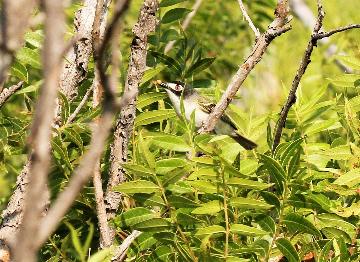 Black-capped Vireo - ML583644231