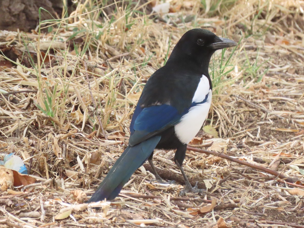 Eurasian Magpie - ML583644511