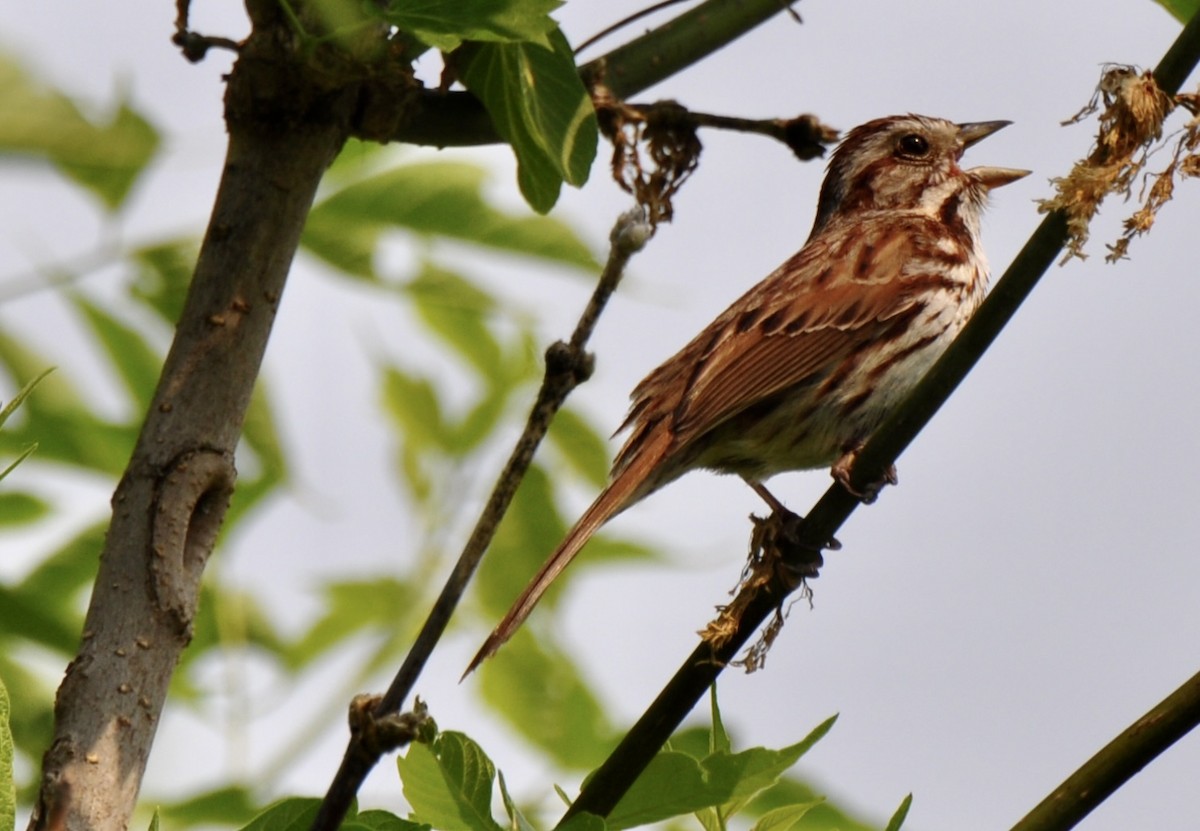 Song Sparrow - ML583645021