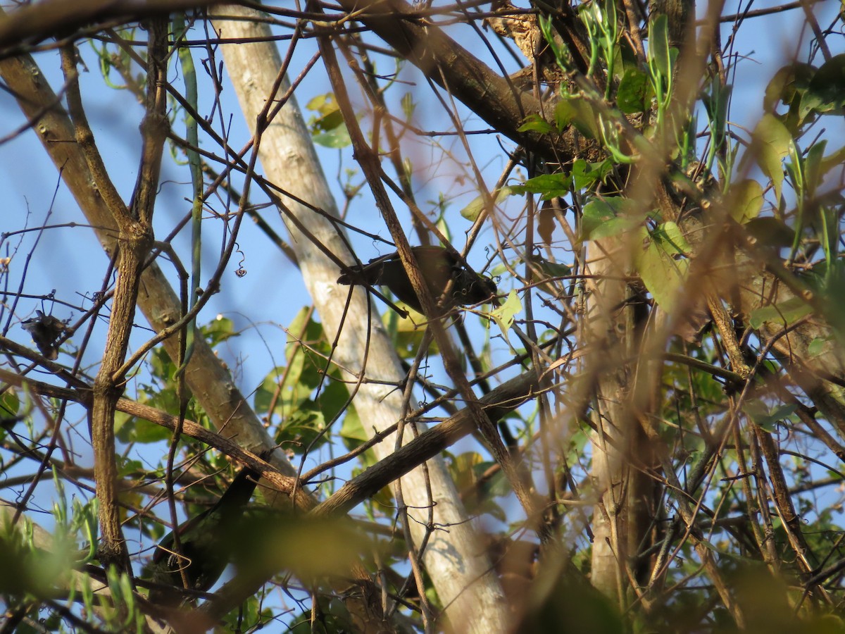 イワウロコインコ - ML583645041