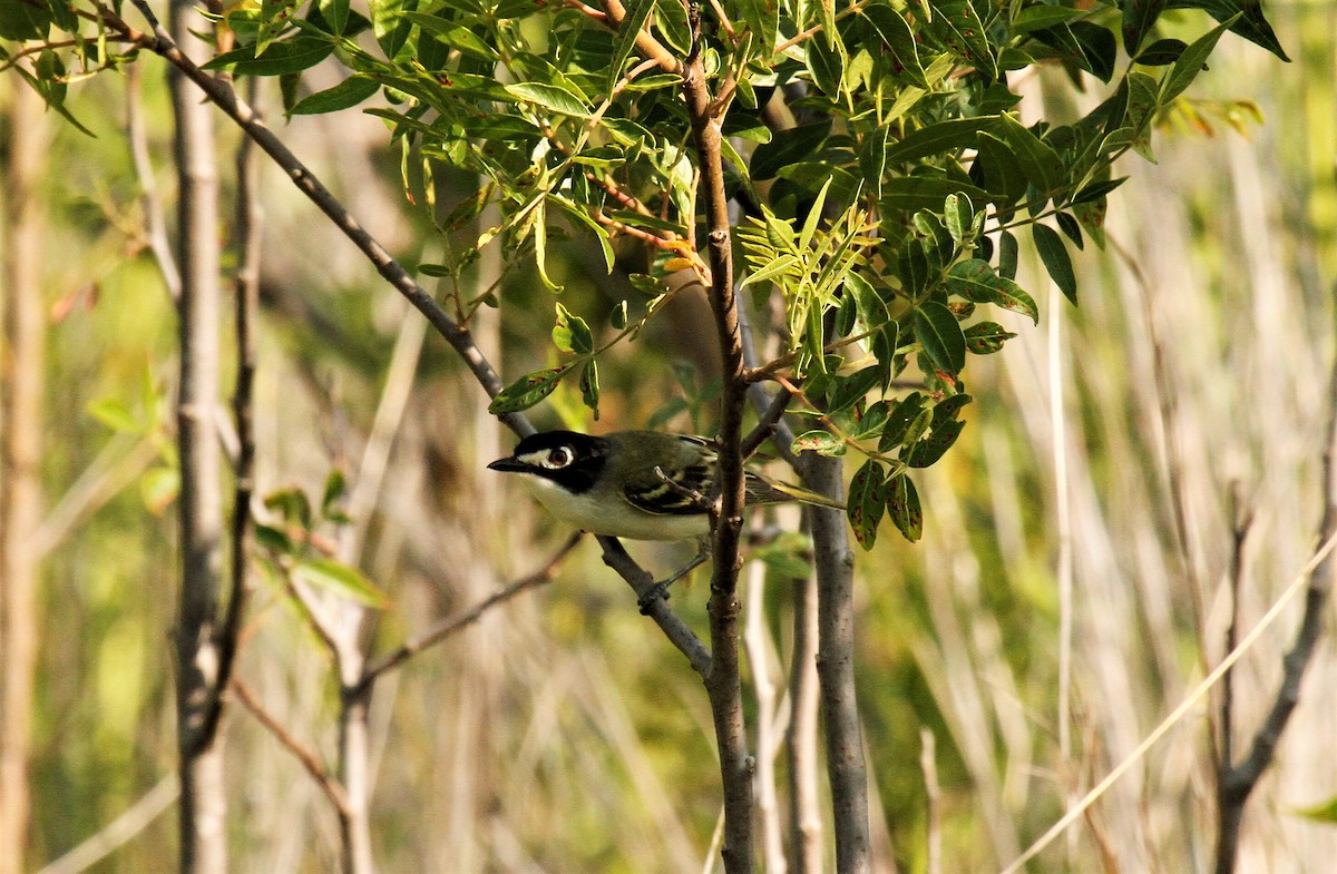 Black-capped Vireo - ML583645301