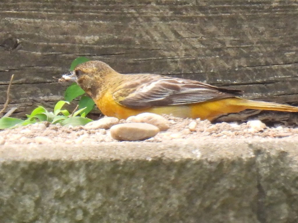 Baltimore Oriole - ML583645641