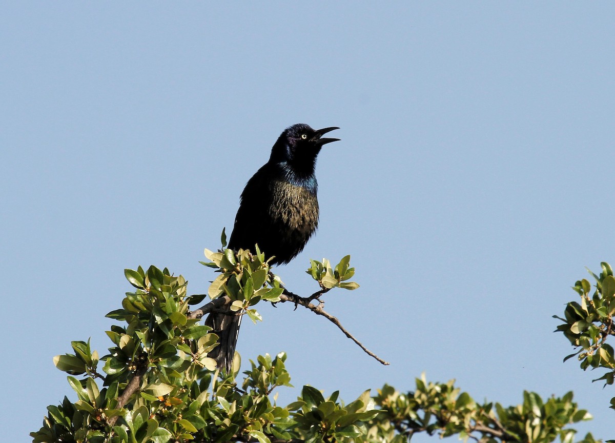 Common Grackle - ML583645741