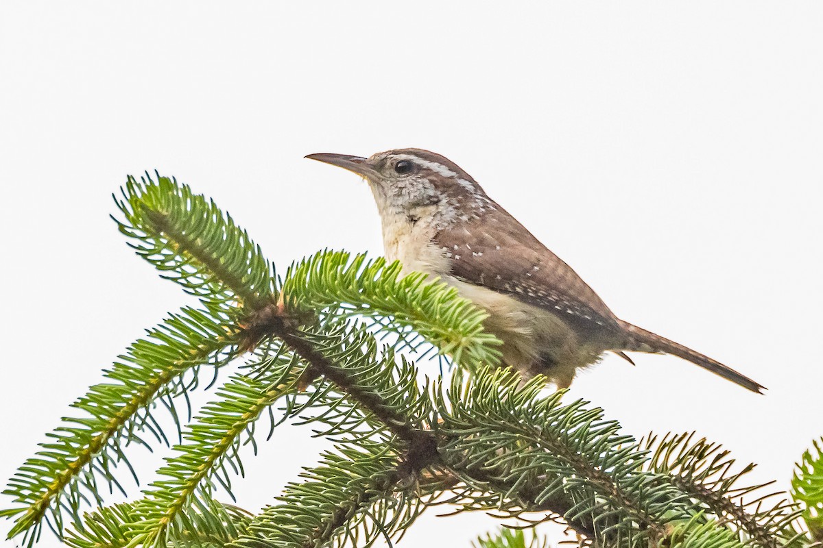 Carolina Wren - ML583645921