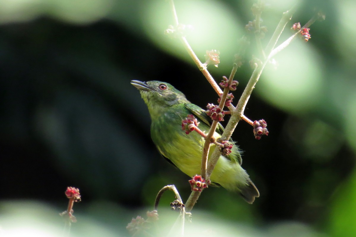 Blue-capped Manakin - ML583645941