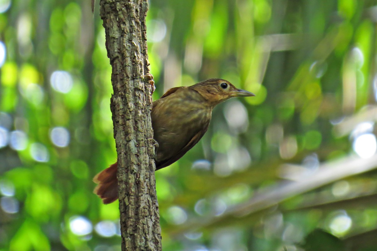 Ochre-throated Foliage-gleaner - ML583645961