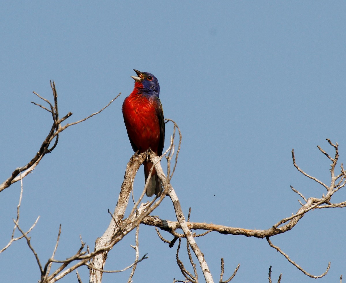 Painted Bunting - Steve Glover